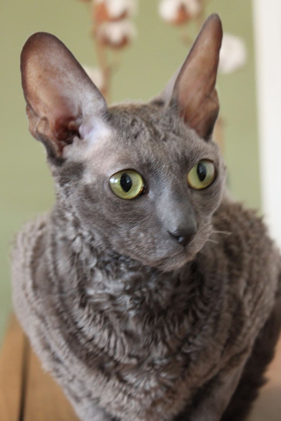 Cornish Rex — foto 1