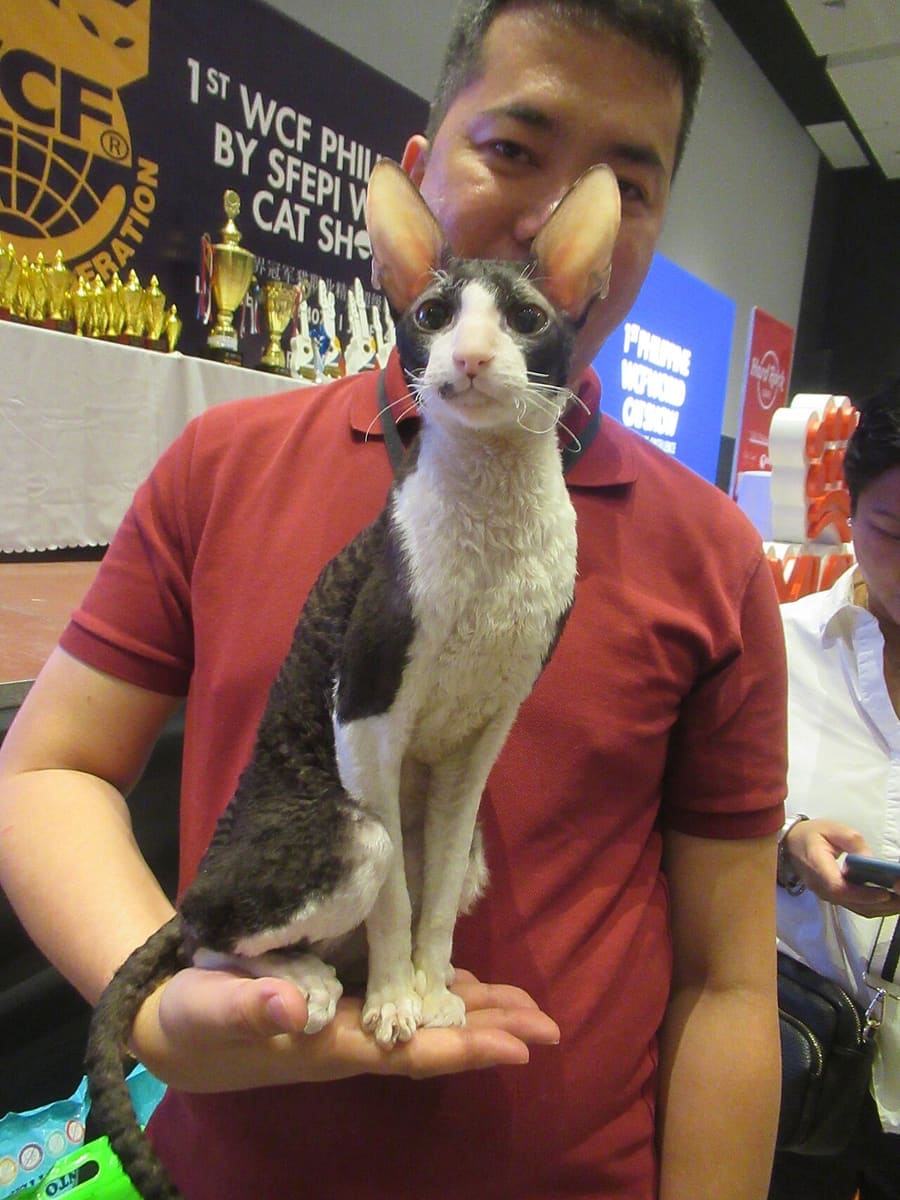 Cornish Rex — foto 3