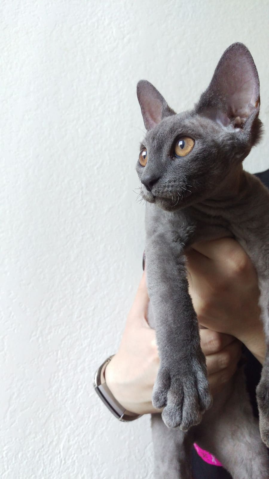Asklēpiós · CC BY-SA 4.0 Devon Rex — foto 1