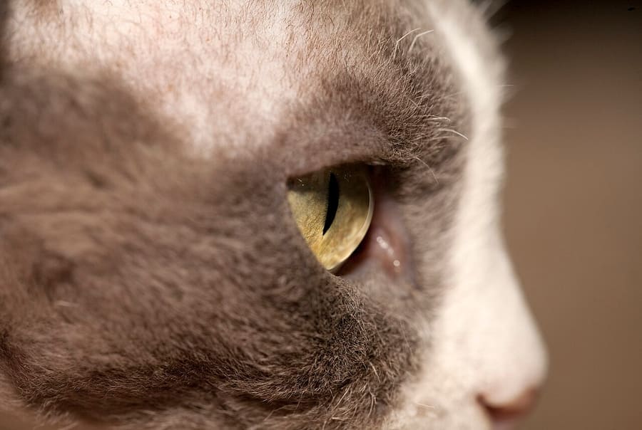Nickolas Titkov from Moscow, Russian Federation · CC BY-SA 2.0 Devon Rex — foto 2