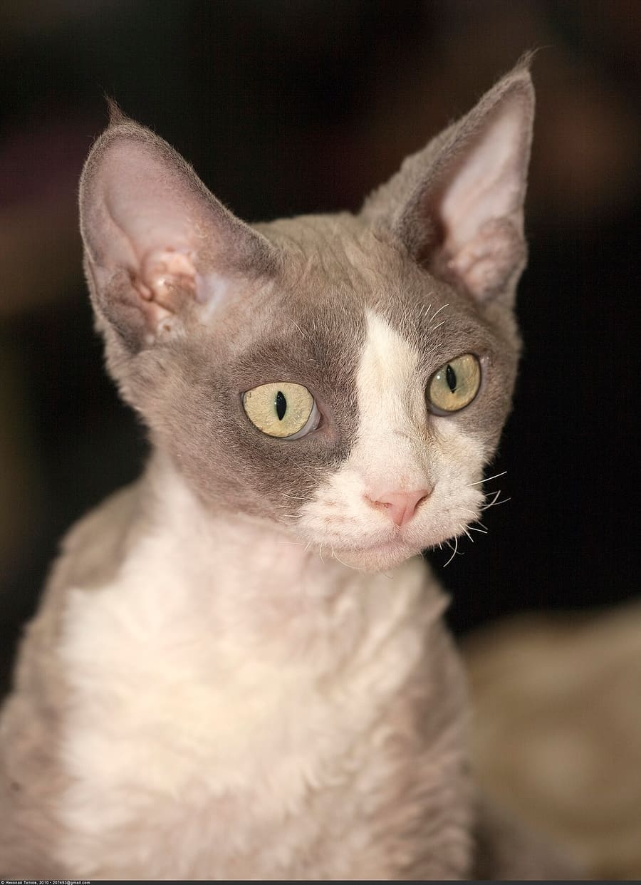 Nickolas Titkov from Moscow, Russian Federation · CC BY-SA 2.0 Devon Rex — foto 3