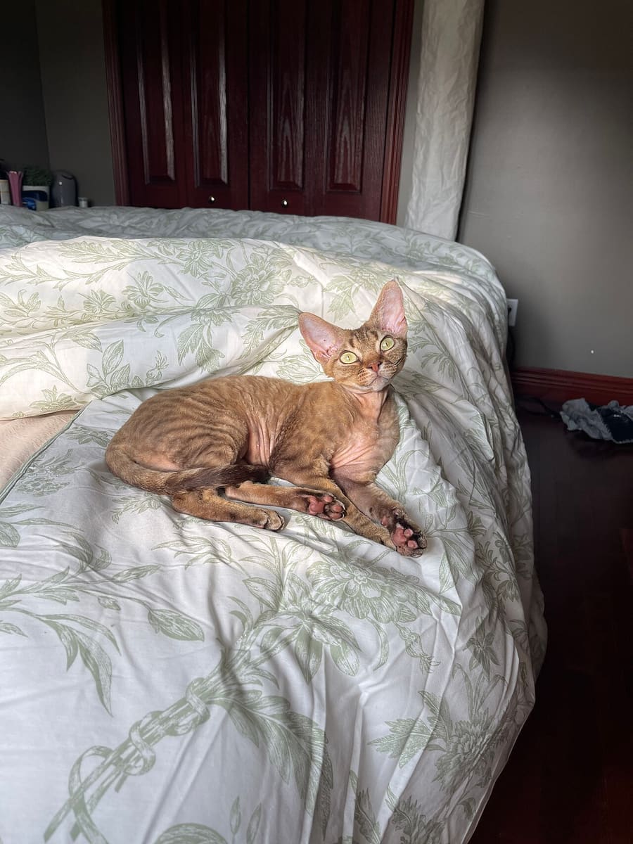 Devon Rex