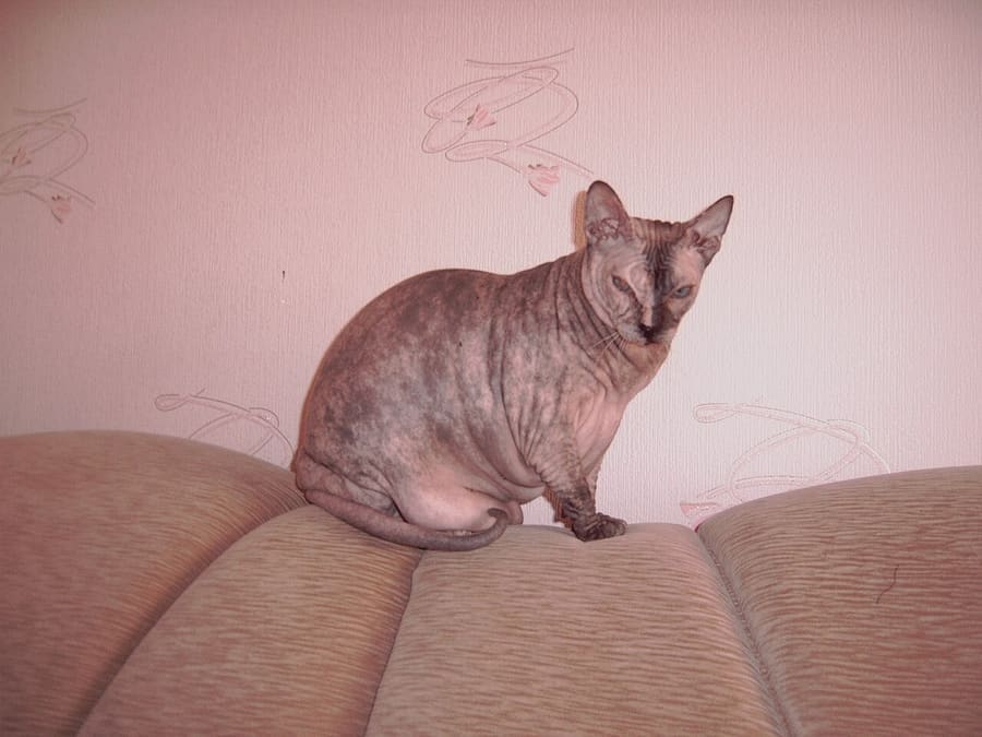 Donskoy — foto 1