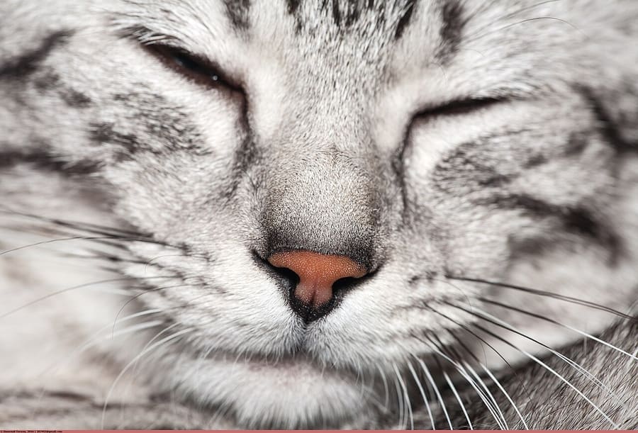 Egyptian Mau — foto 1