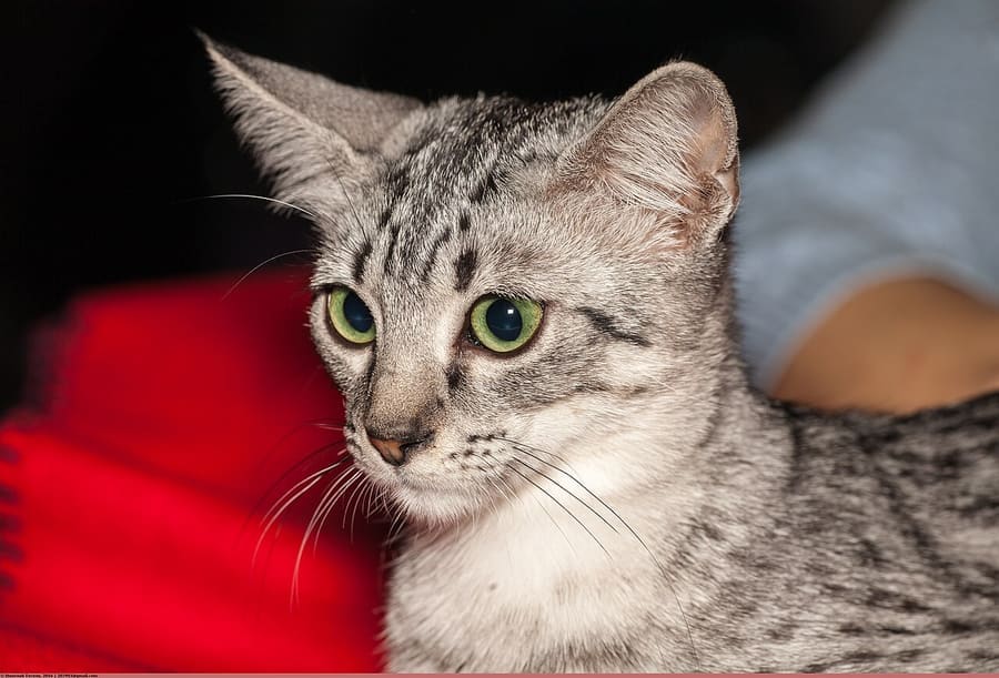 Egyptian Mau — foto 2