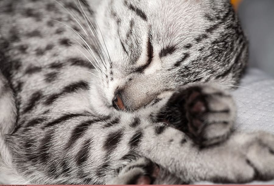 Egyptian Mau — foto 3