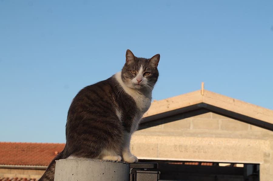 European Shorthair — foto 1