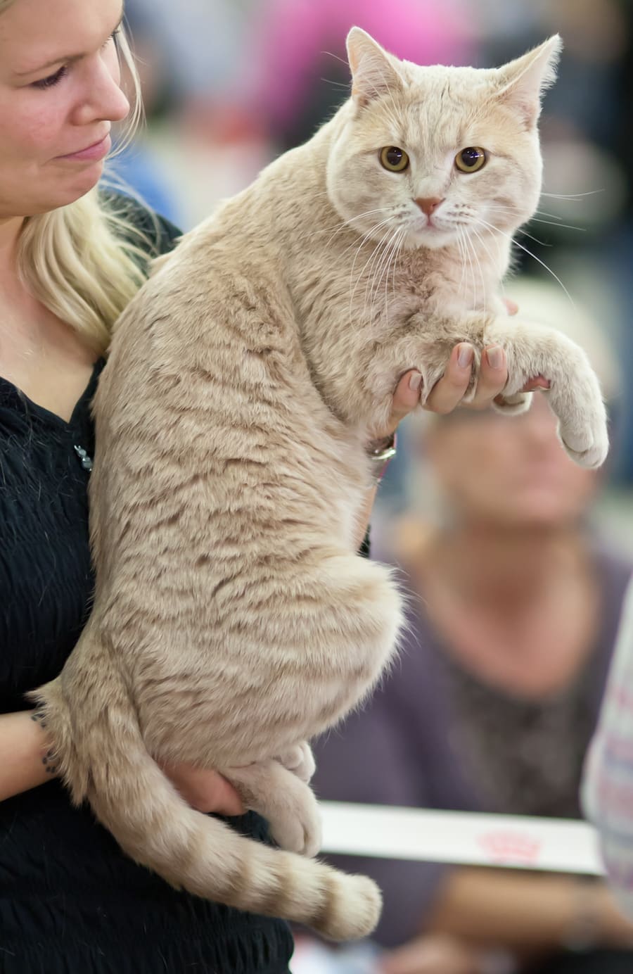 European Shorthair — foto 2