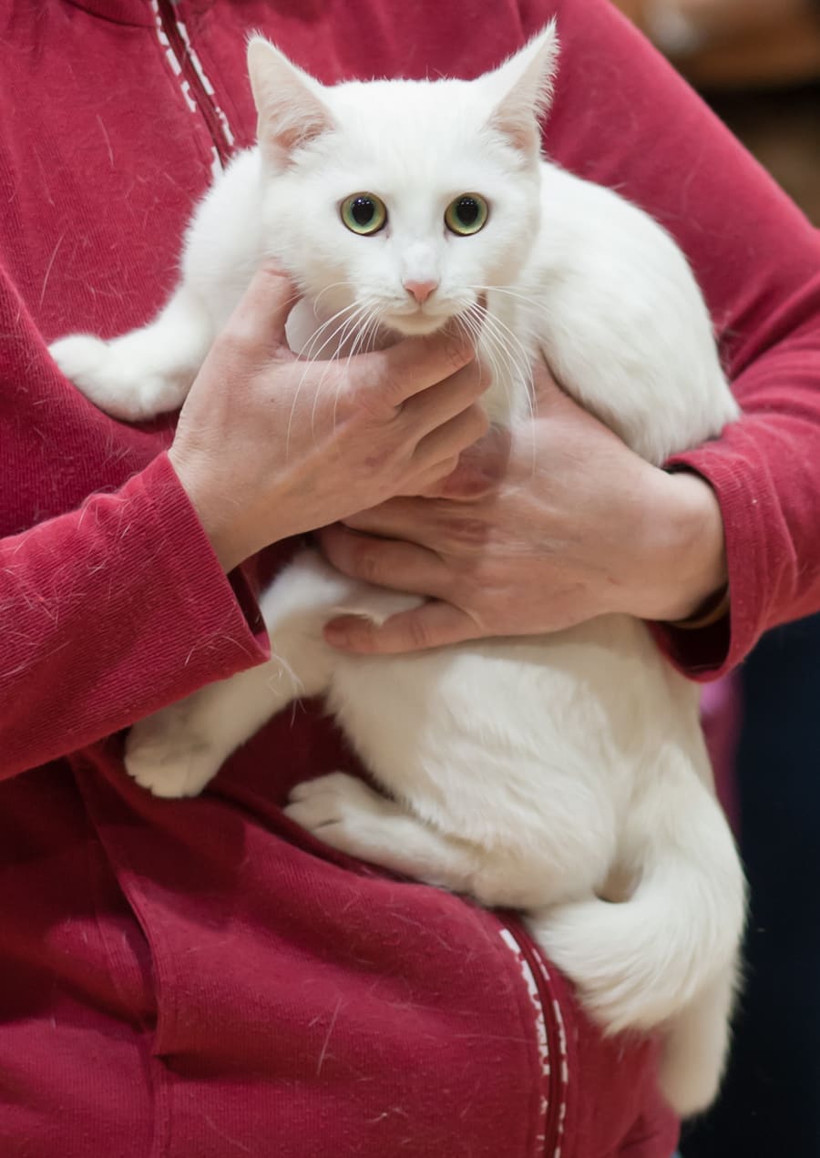 European Shorthair — foto 3