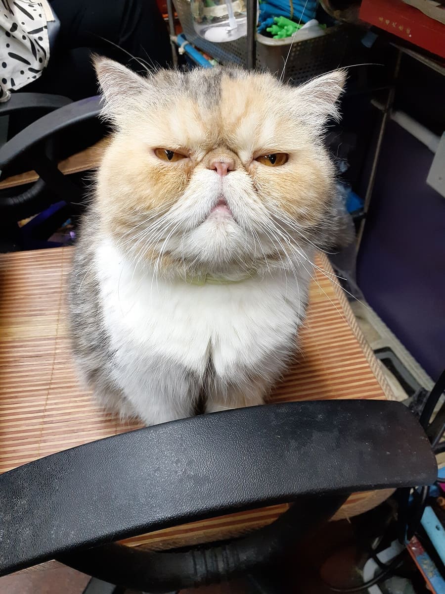 Exotic Shorthair — foto 1