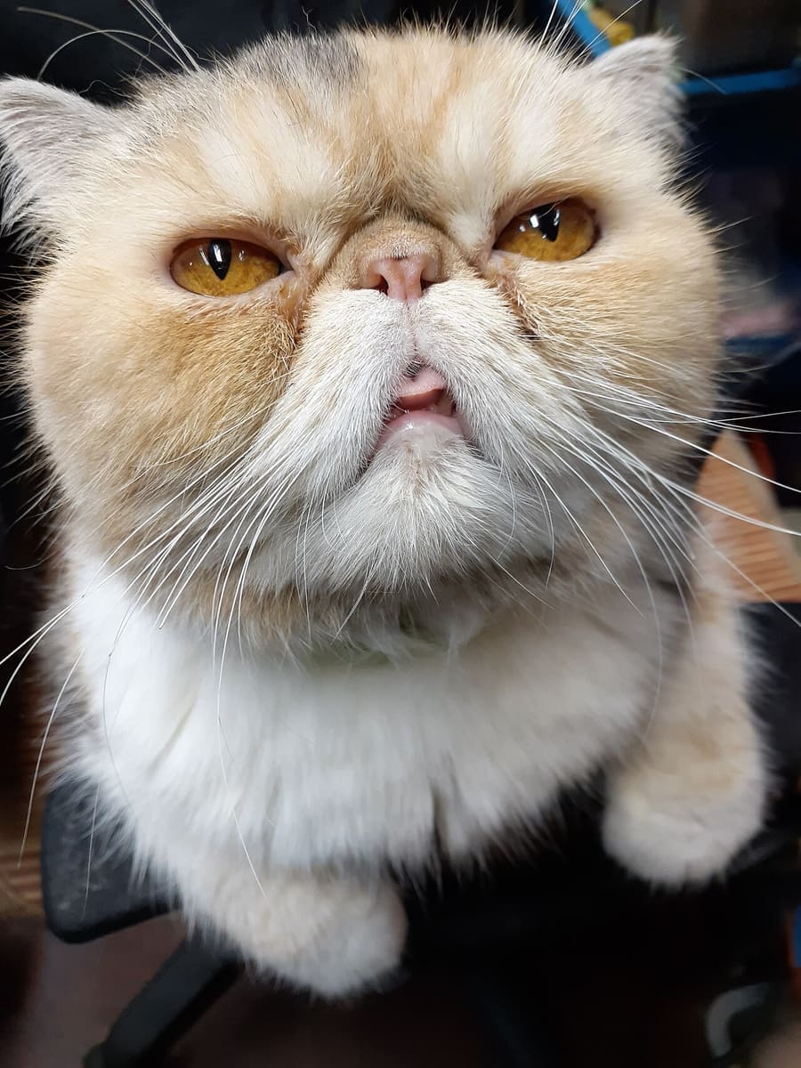Exotic Shorthair — foto 2