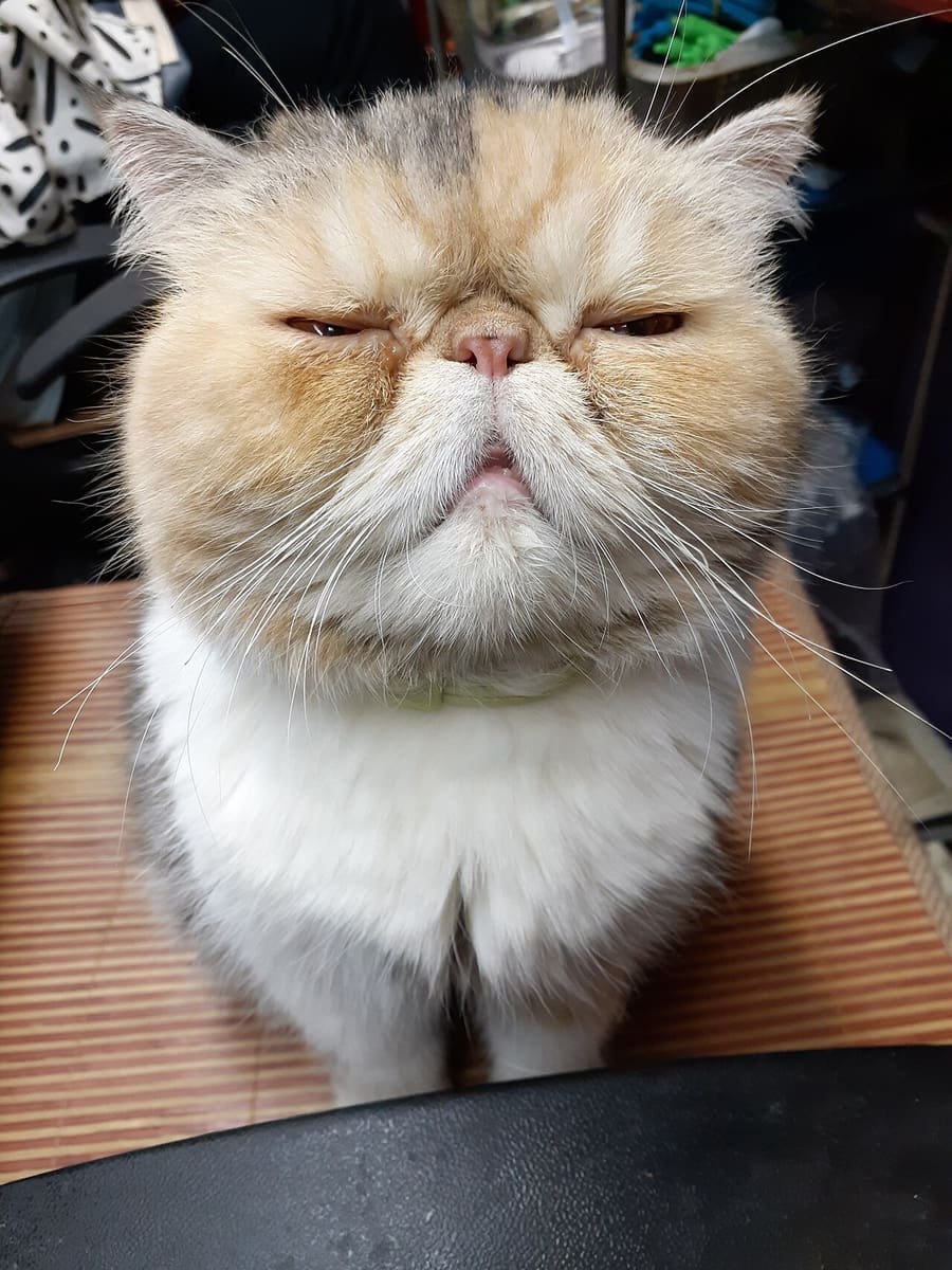 Exotic Shorthair — foto 3