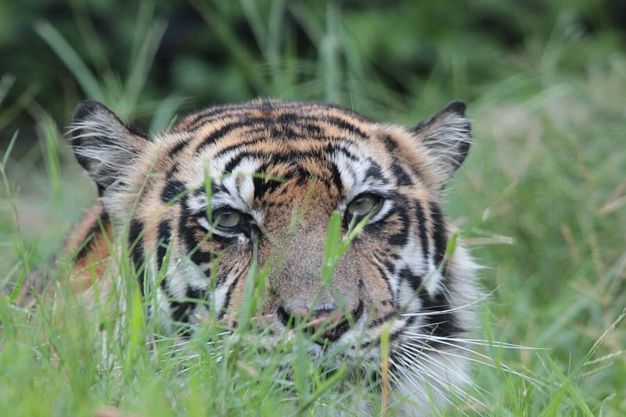 Harimau — foto 1