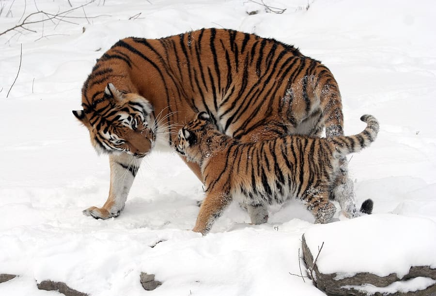 Harimau amur, induk dan anak di salju (Buffalo Zoo)