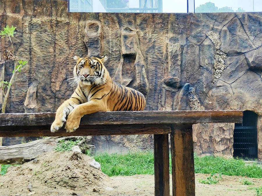 Harimau — foto 3