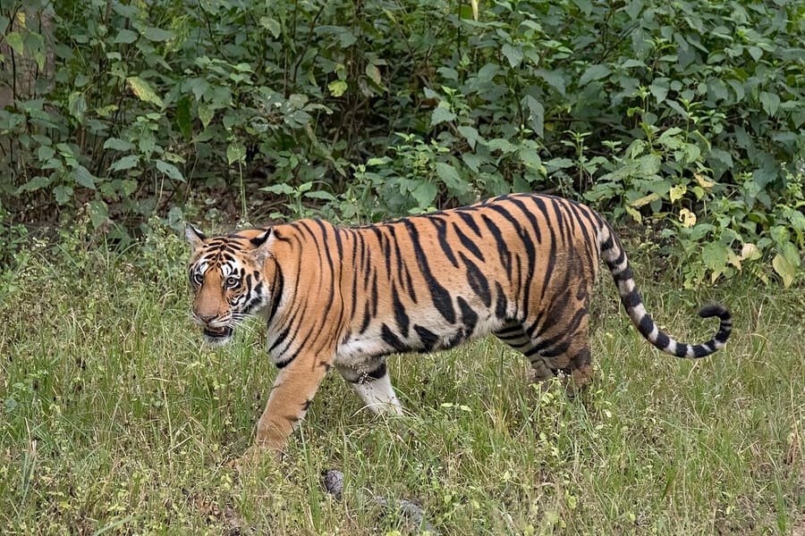 Harimau