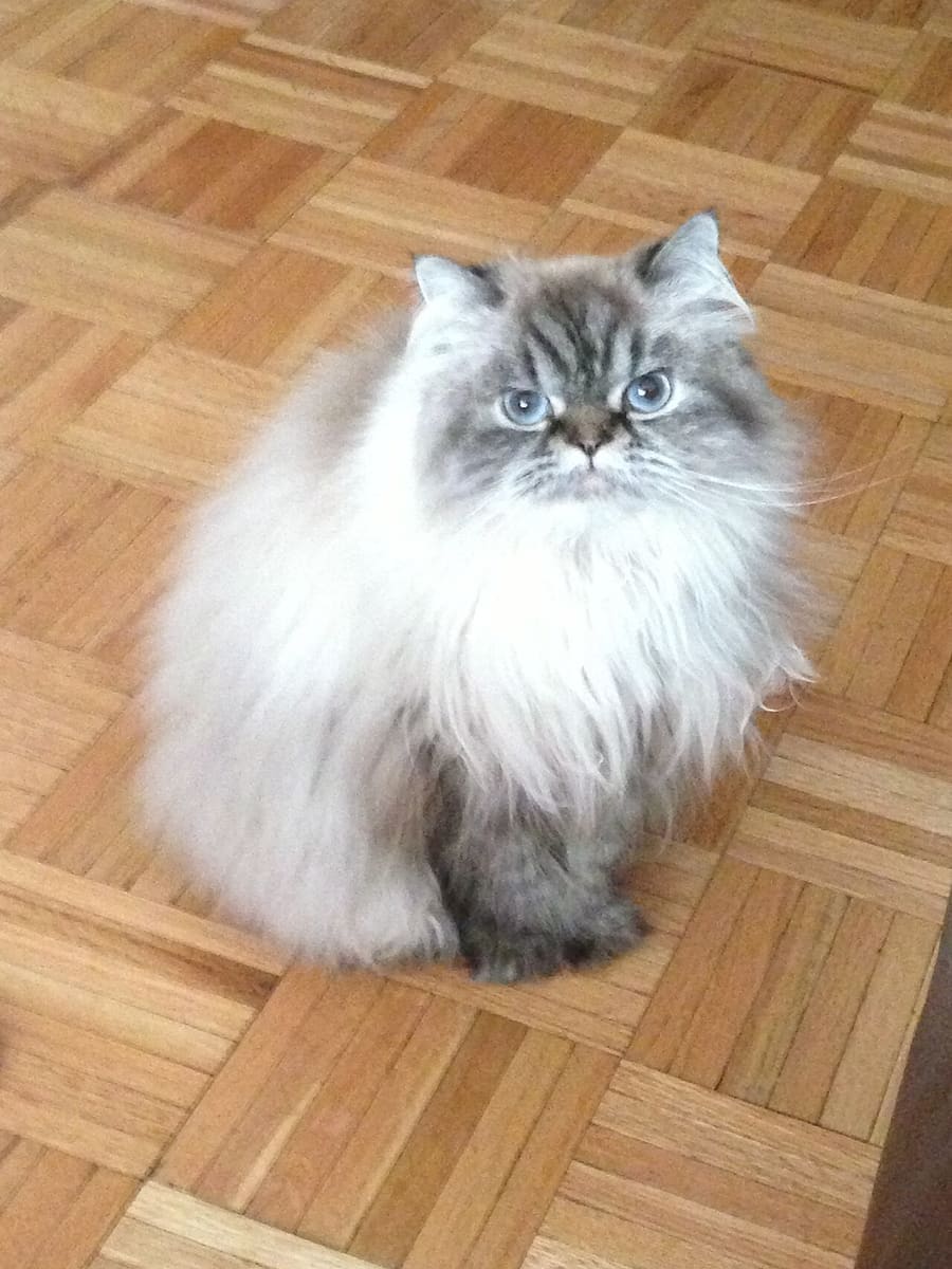 Himalayan — foto 3