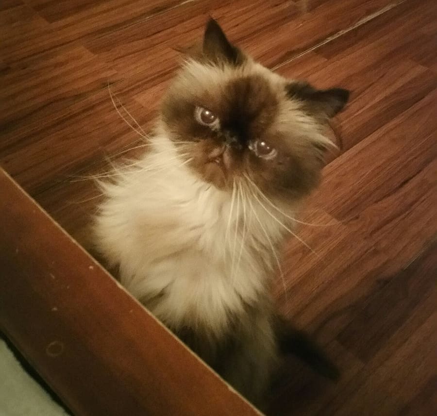 Himalayan