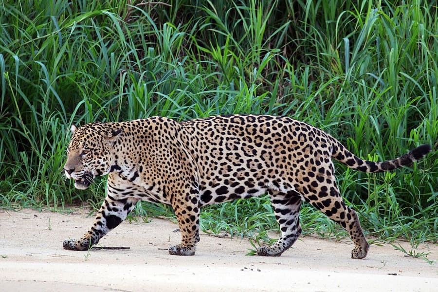 Jaguar — foto 1