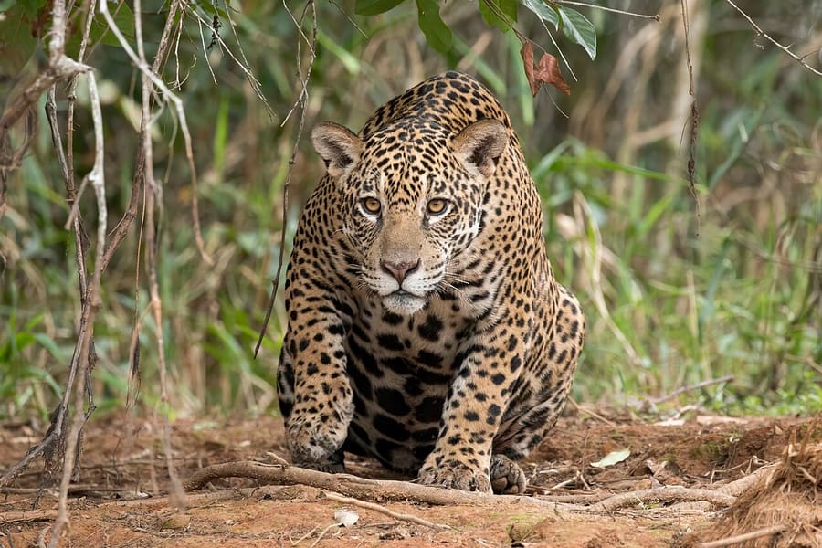 Jaguar — foto 2