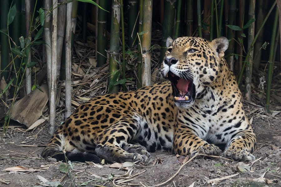Jaguar — foto 3