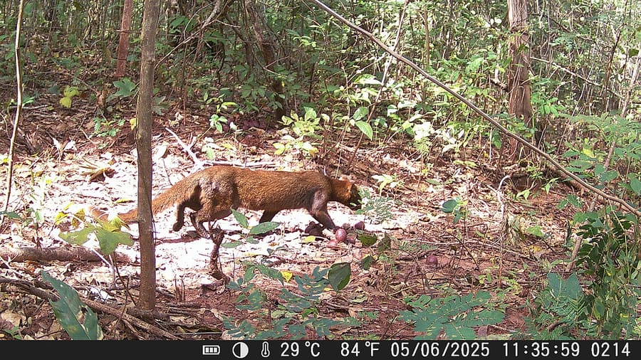 Jaguarundi — foto 1