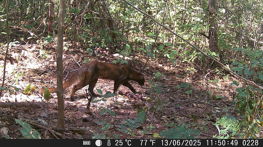 Jaguarundi — foto 2