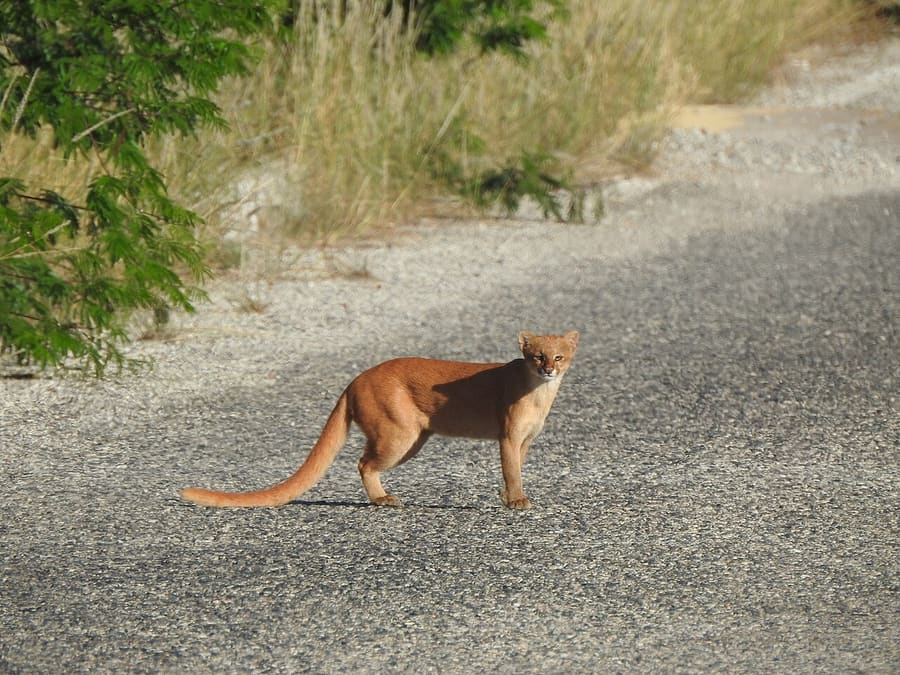Jaguarundi — foto 3