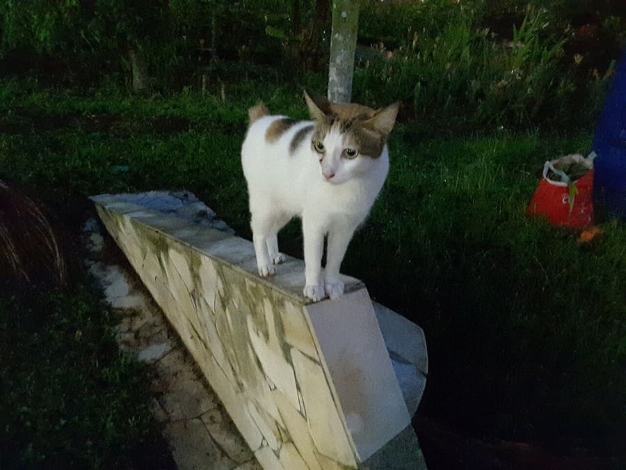 Japanese Bobtail — foto 1