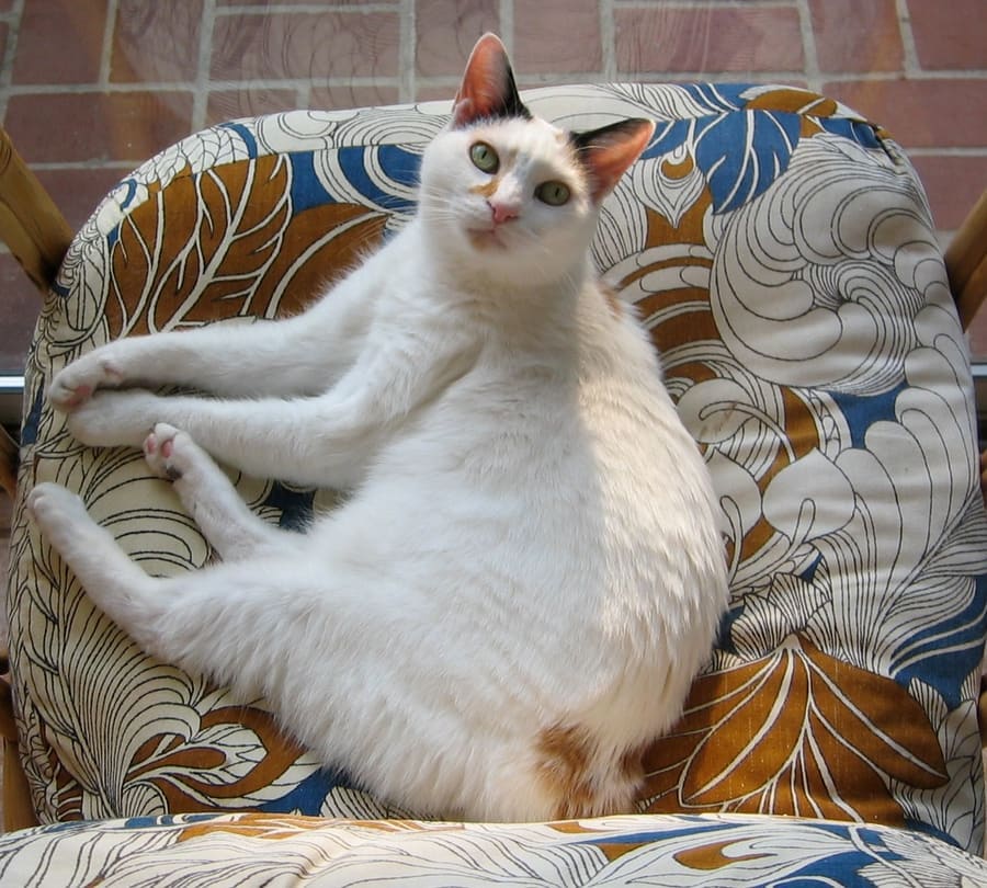 Japanese Bobtail — foto 2
