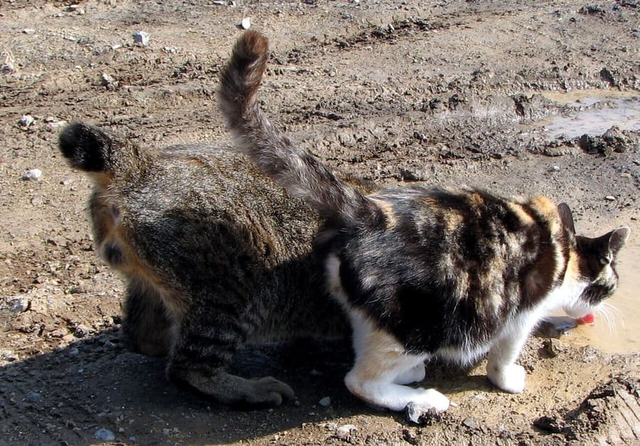 Japanese Bobtail — foto 3