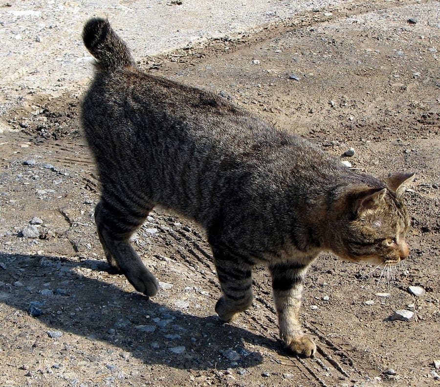 Japanese Bobtail