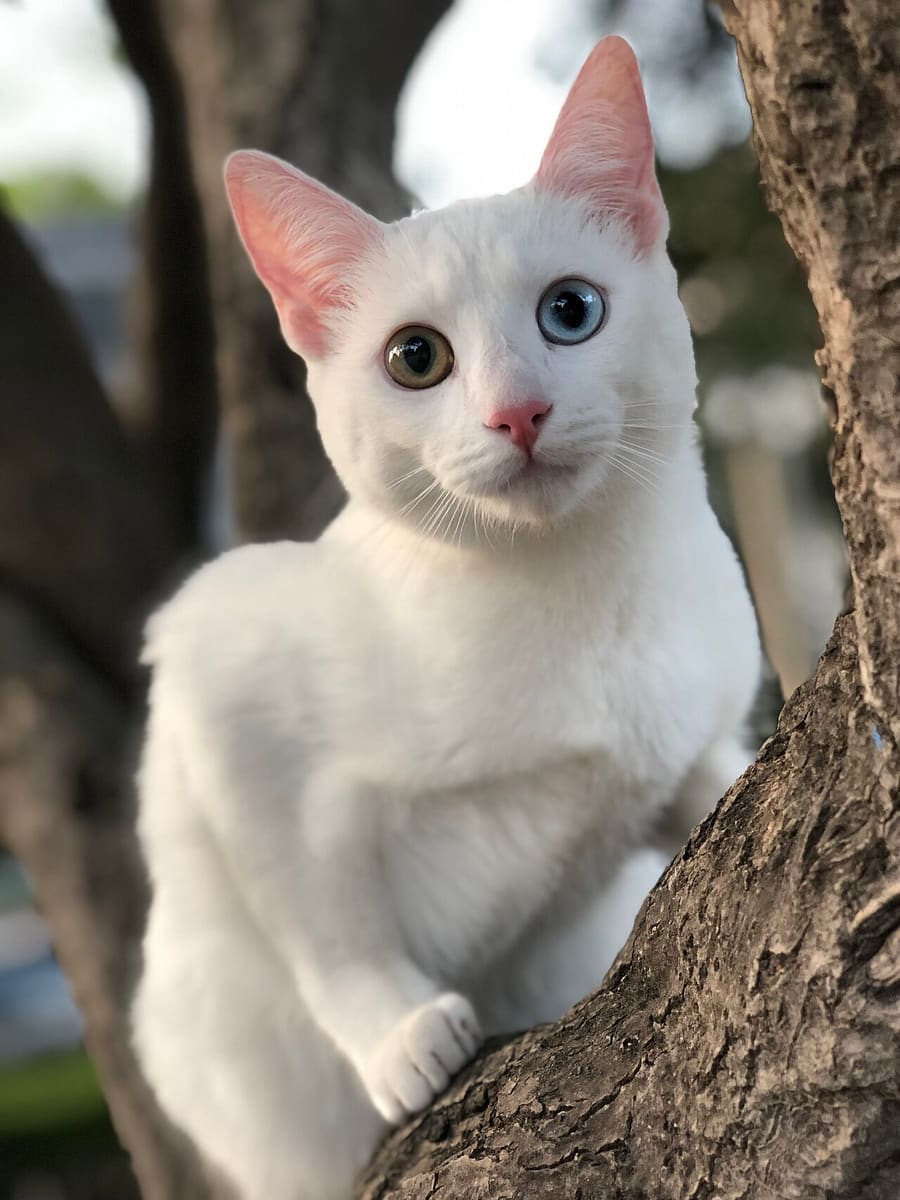 Khao Manee — foto 3