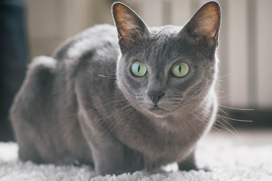 Korat — foto 1
