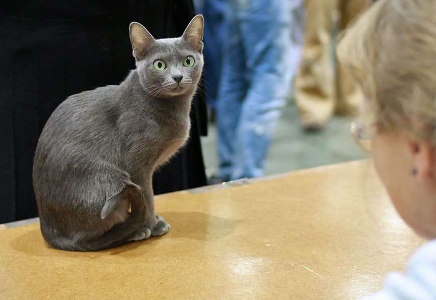 Korat — foto 2