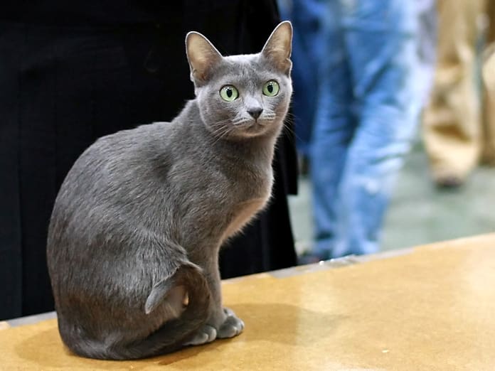 Korat — foto 3