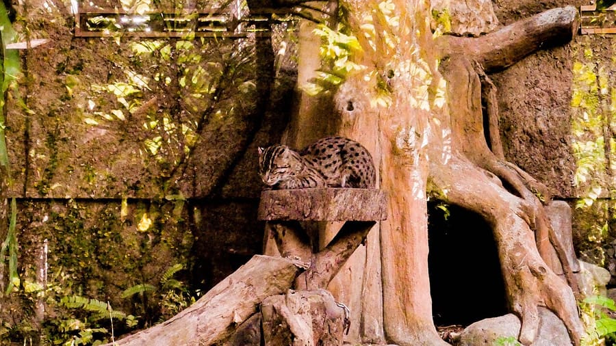 Kucing Bakau — foto 1