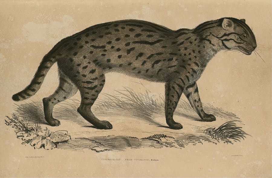 Ilustrasi historis kucing bakau (abad ke-19), dimuat ulang Jusoh dkk. (2022)