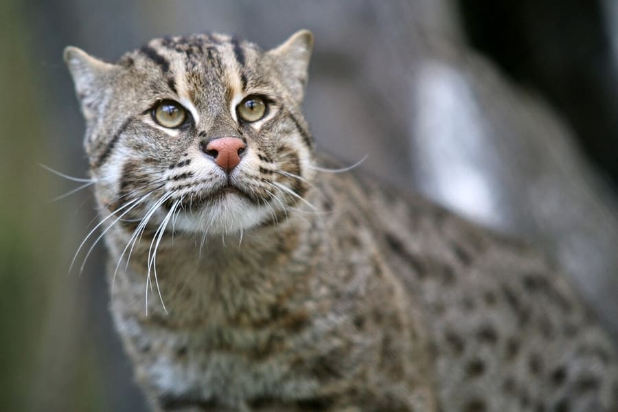 Kucing Bakau — foto 3
