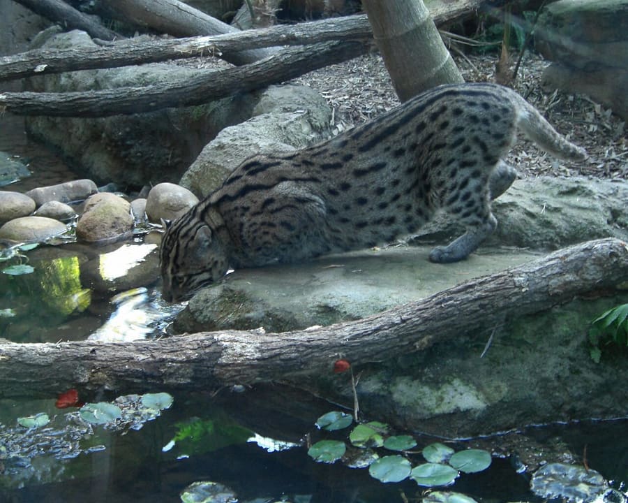 Kucing Bakau