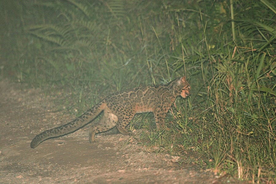 Kucing Batu — foto 1