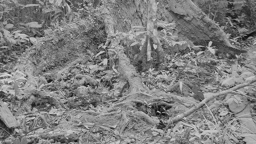Kucing Batu — foto 2