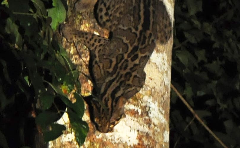 Kucing Batu — foto 3
