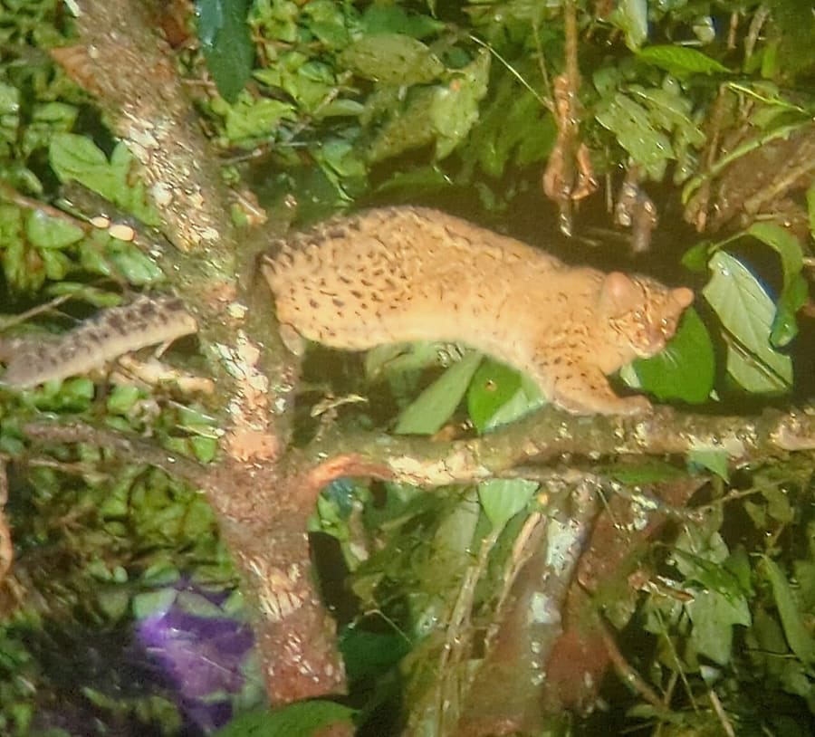 Kucing Batu