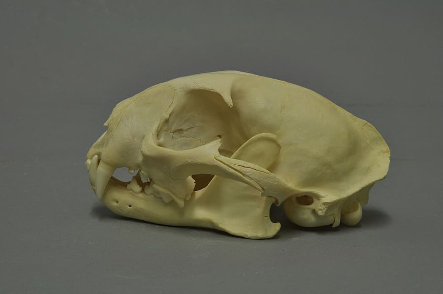 Tengkorak kucing emas Afrika, tampak samping (spesimen Museum Wiesbaden)