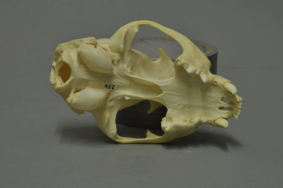 Tengkorak kucing emas Afrika, tampak bawah (spesimen Museum Wiesbaden)