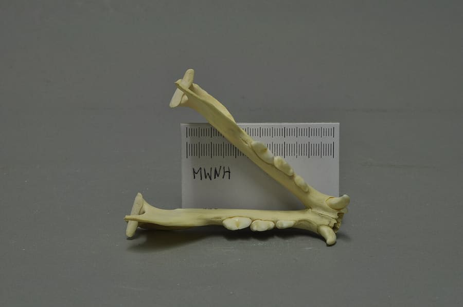Sepasang rahang bawah kucing emas Afrika (spesimen Museum Wiesbaden)