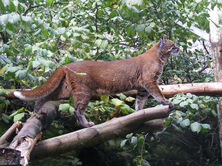 Kucing Emas Asia — foto 1