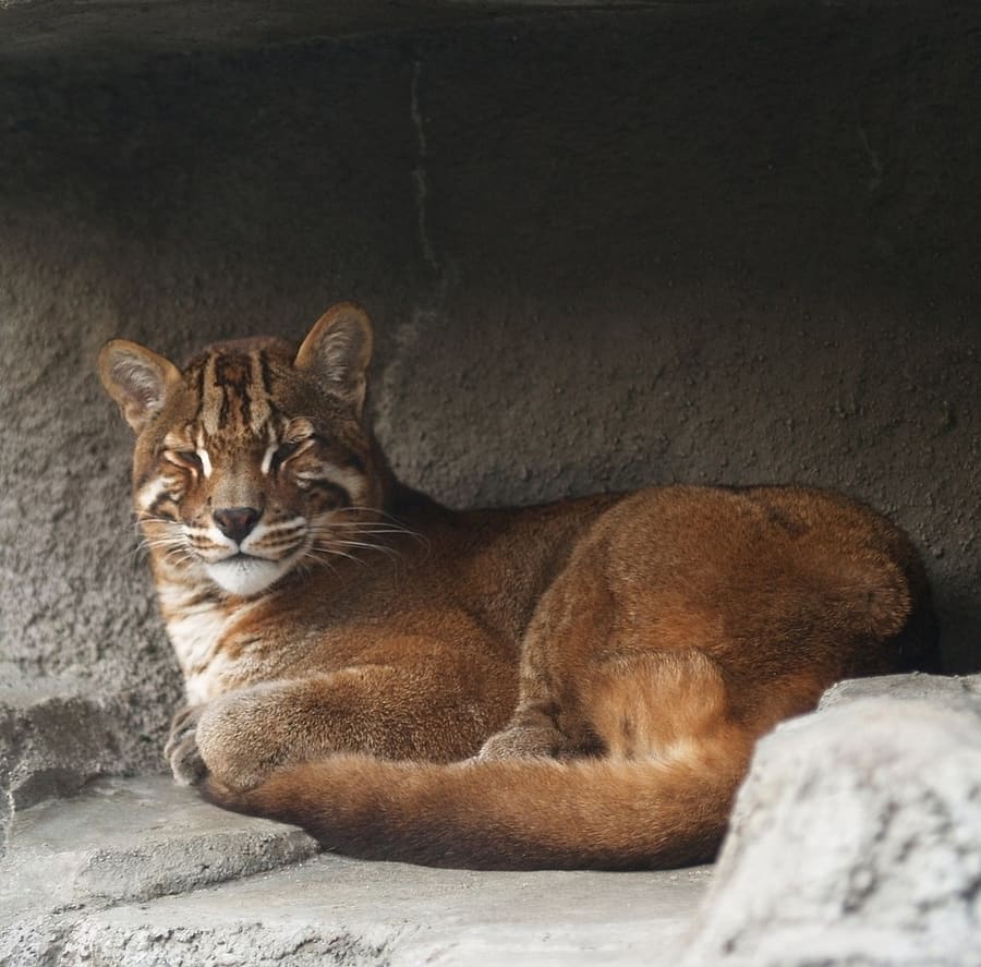 Kucing Emas Asia