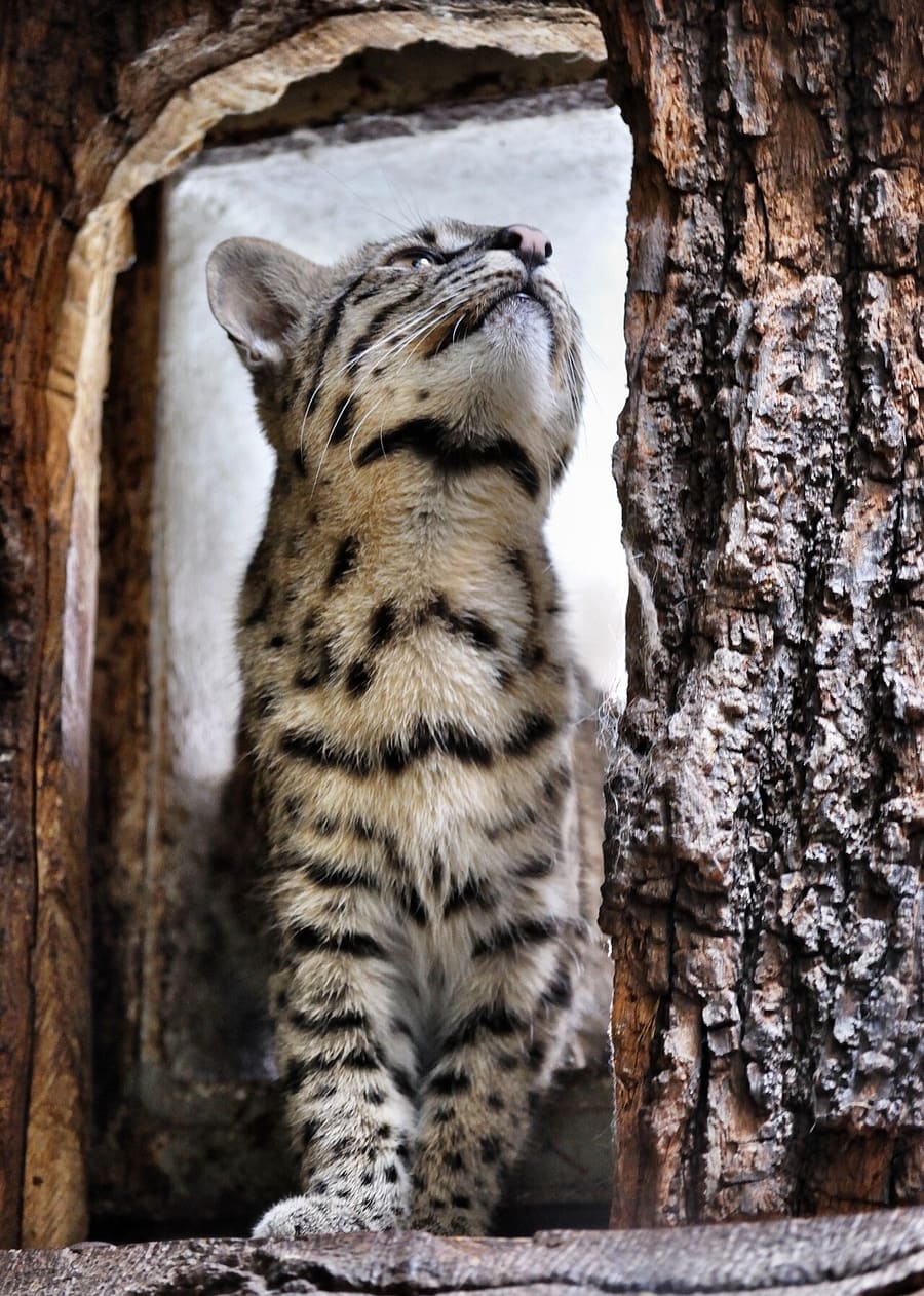 Kucing Geoffroy — foto 1